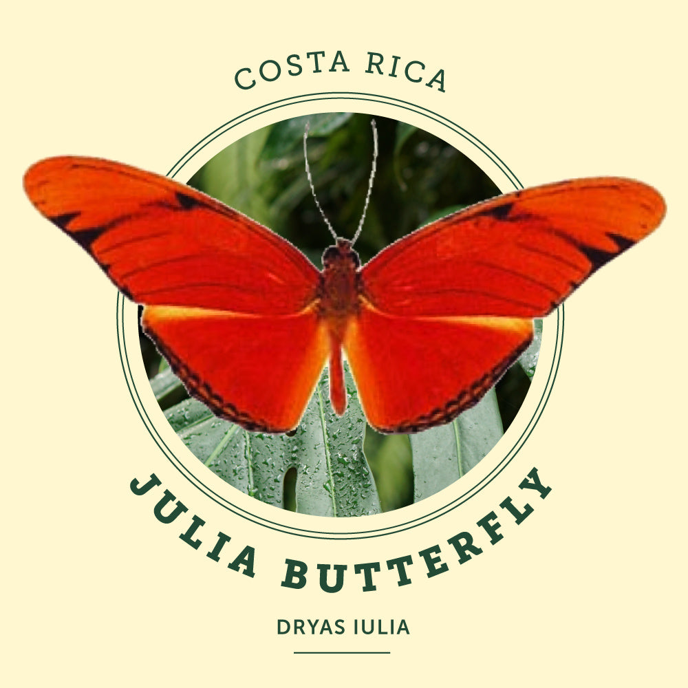 Julia Butterfly at the Victoria Butterfly Gardens