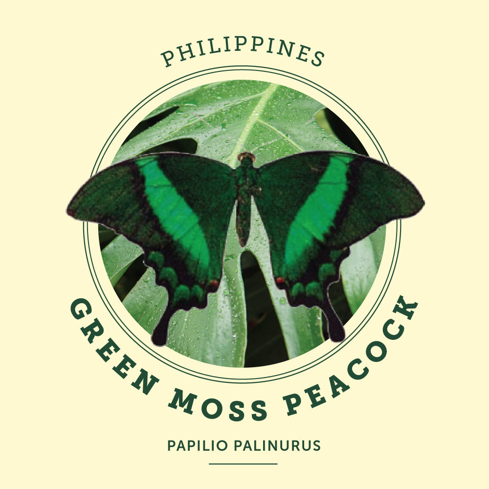 Green Moss Peacock Butterfly at the Victoria Butterfly Gardens