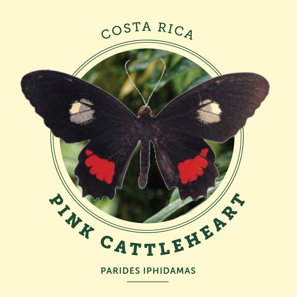 Pink Cattleheart Butterfly at the Victoria Butterfly Gardens