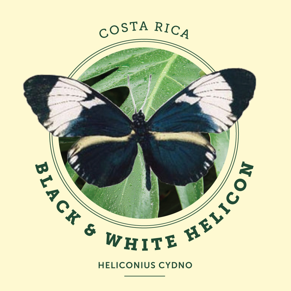 Black and White Helicon Butterfly at the Victoria Butterfly Gardens
