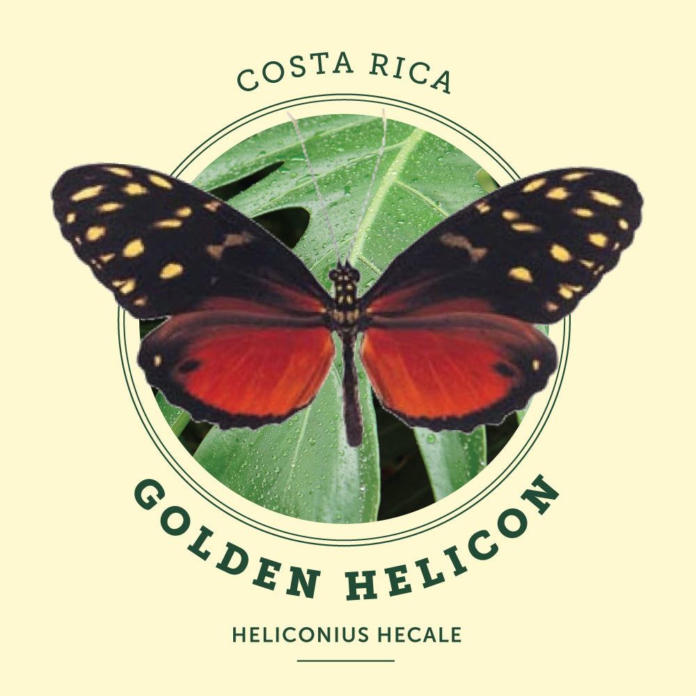 Golden Helicon Butterfly at the Victoria Butterfly Gardens
