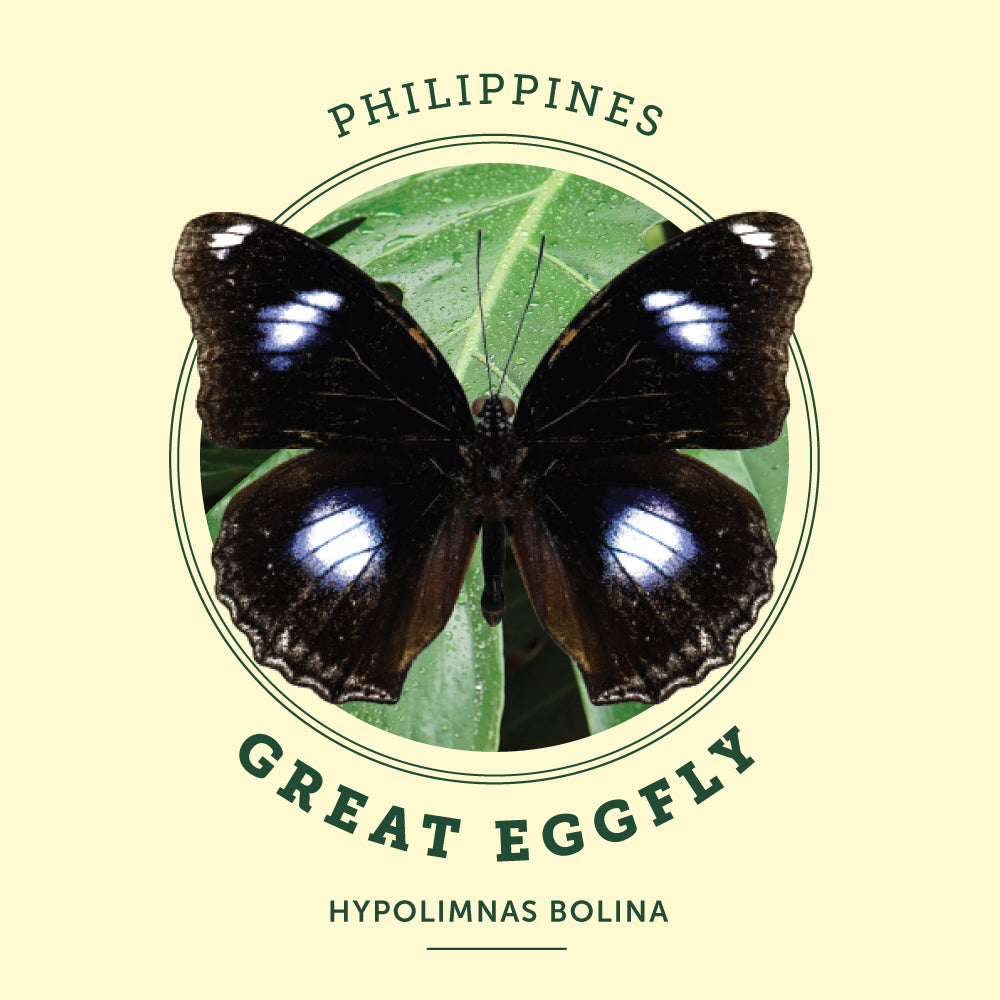 Great Eggfly Butterfly at the Victoria Butterfly Gardens