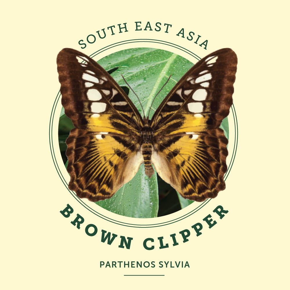 Brown Clipper Butterfly at the Victoria Butterfly Gardens