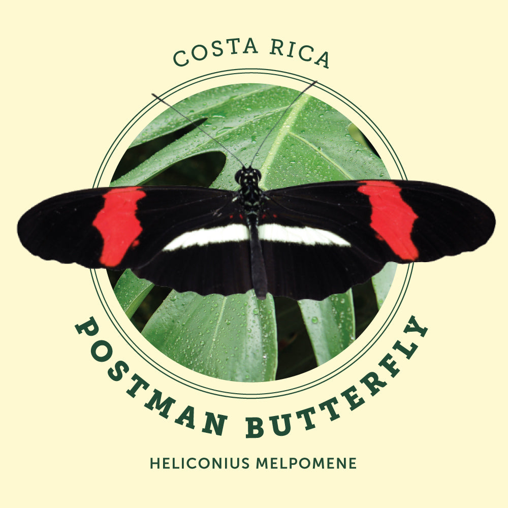 Postman Butterfly at the Victoria Butterfly Gardens