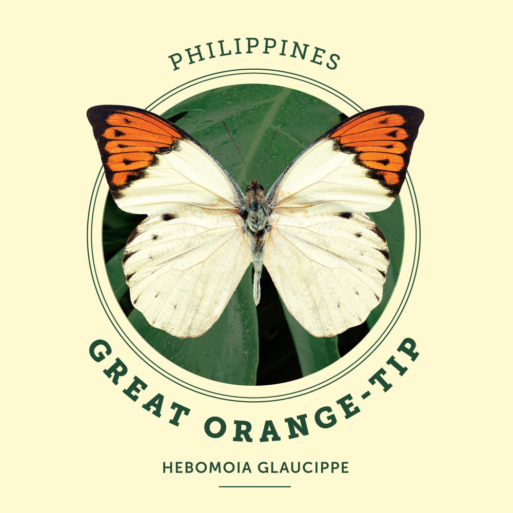 Great Orange Tip Butterfly at the Victoria Butterfly Gardens