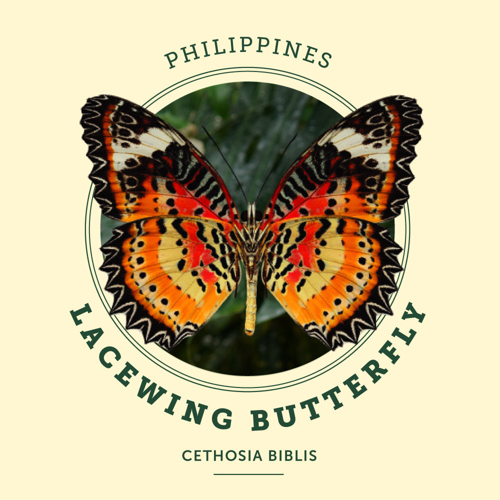Lacewing Butterfly