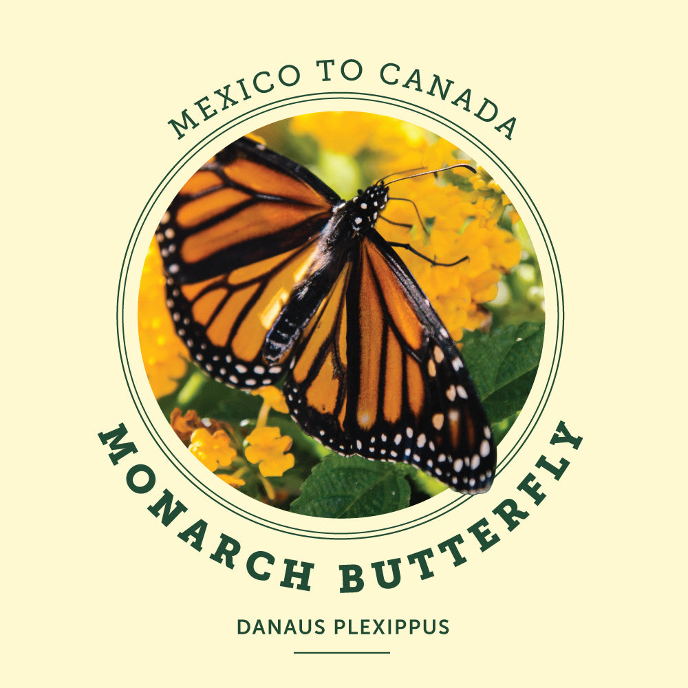 Monarch Butterfly at the Victoria Butterfly Gardens