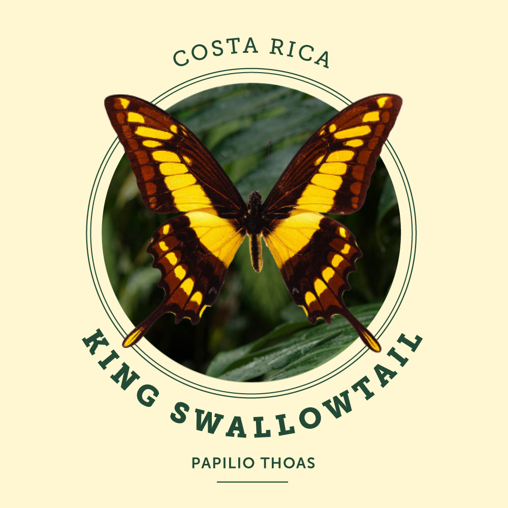 King Swallowtail at the Victoria Butterfly Gardens