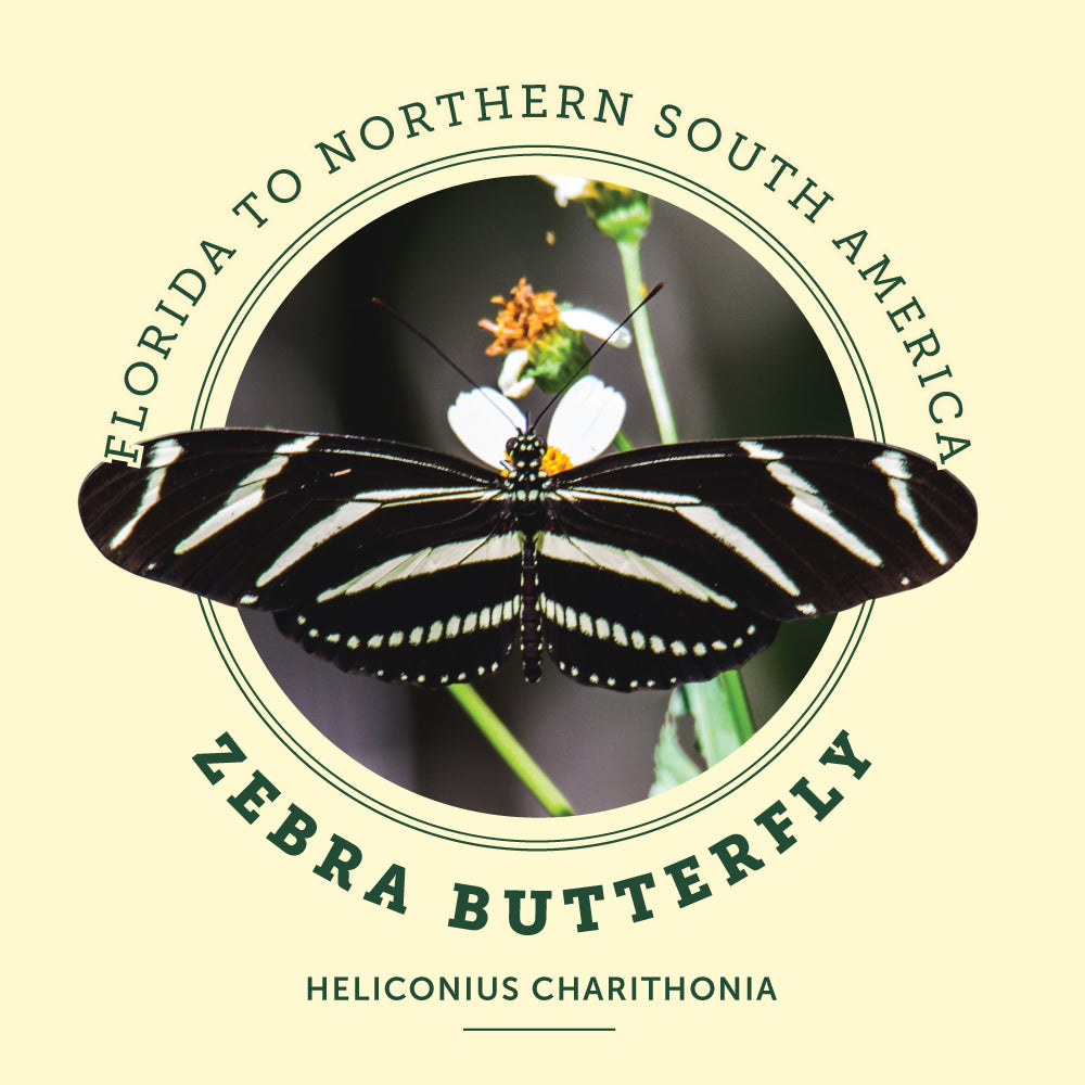 Zebra Butterfly at the Victoria Butterfly Gardens