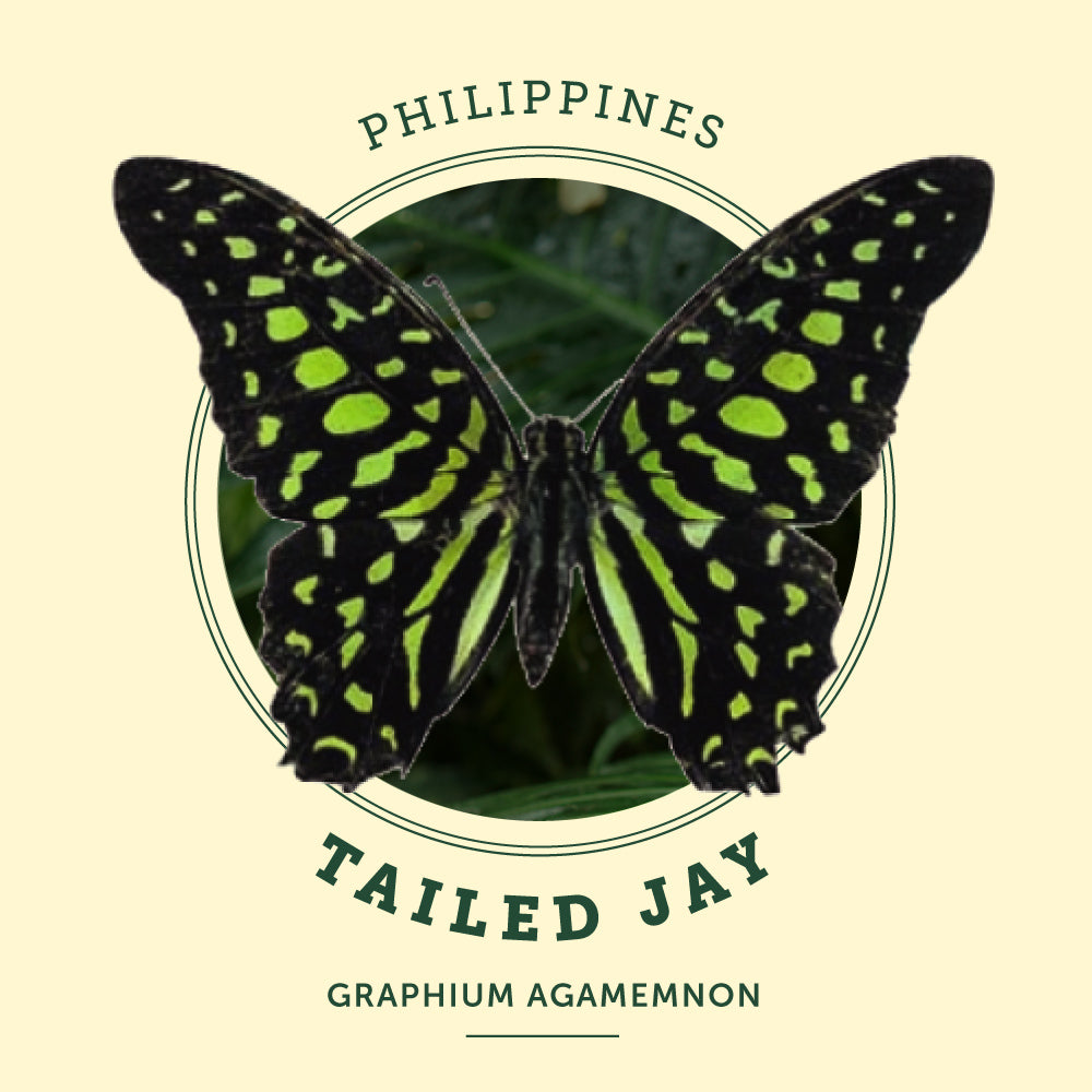 Tailed Jay at the Victoria Butterfly Gardens