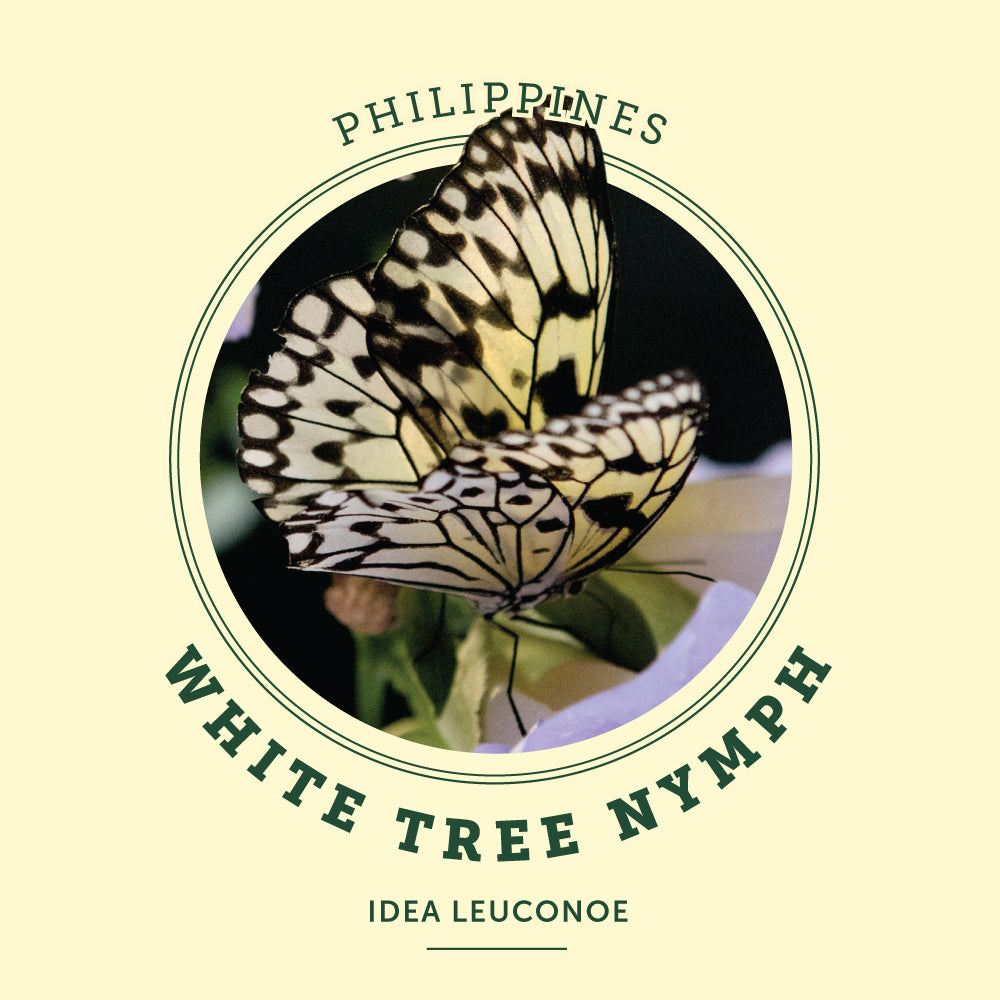 White Tree Nymph Butterfly at the Victoria Butterfly Gardens