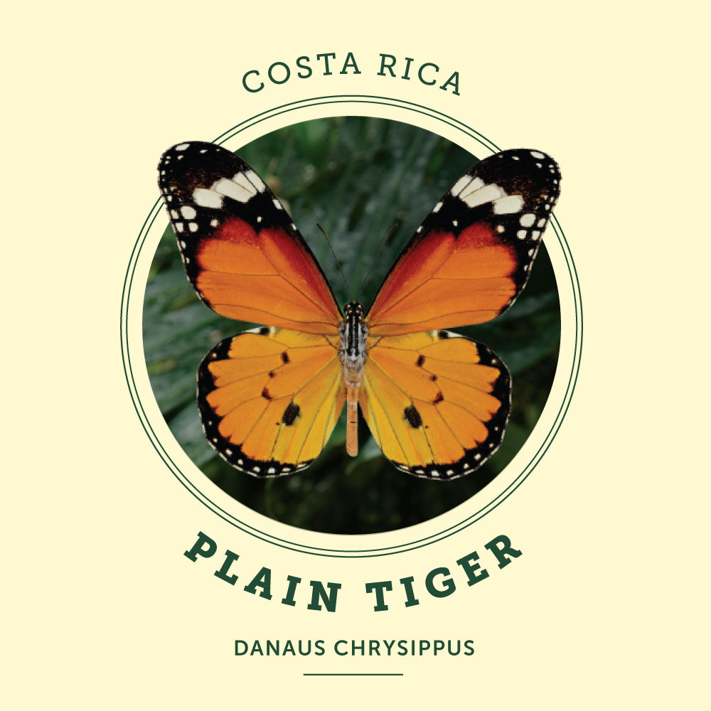 Plain Tiger Butterfly at the Victoria Butterfly Gardens