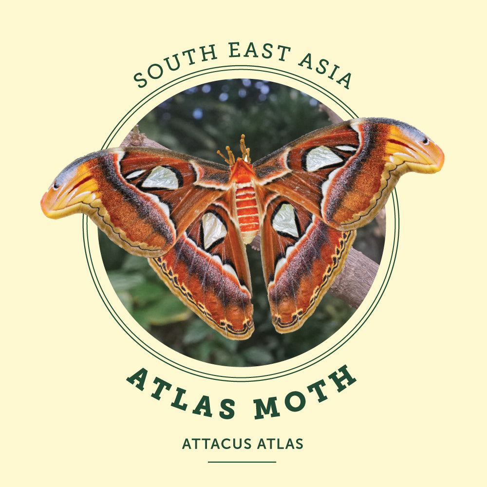 Atlas Moth at the Victoria Butterfly Gardens