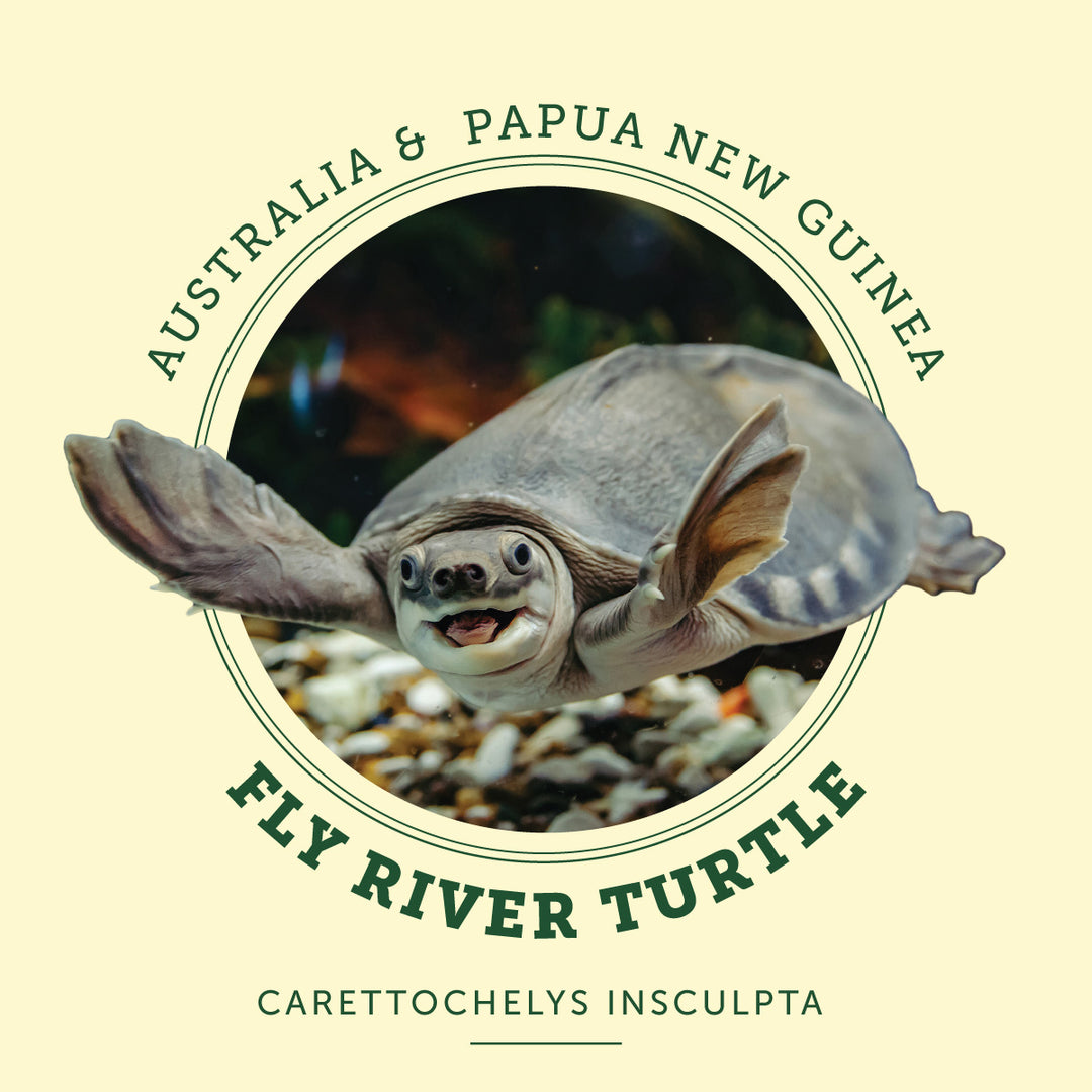A fly river turtle happily swimming in a tank at the Victoria Butterfly Gardens