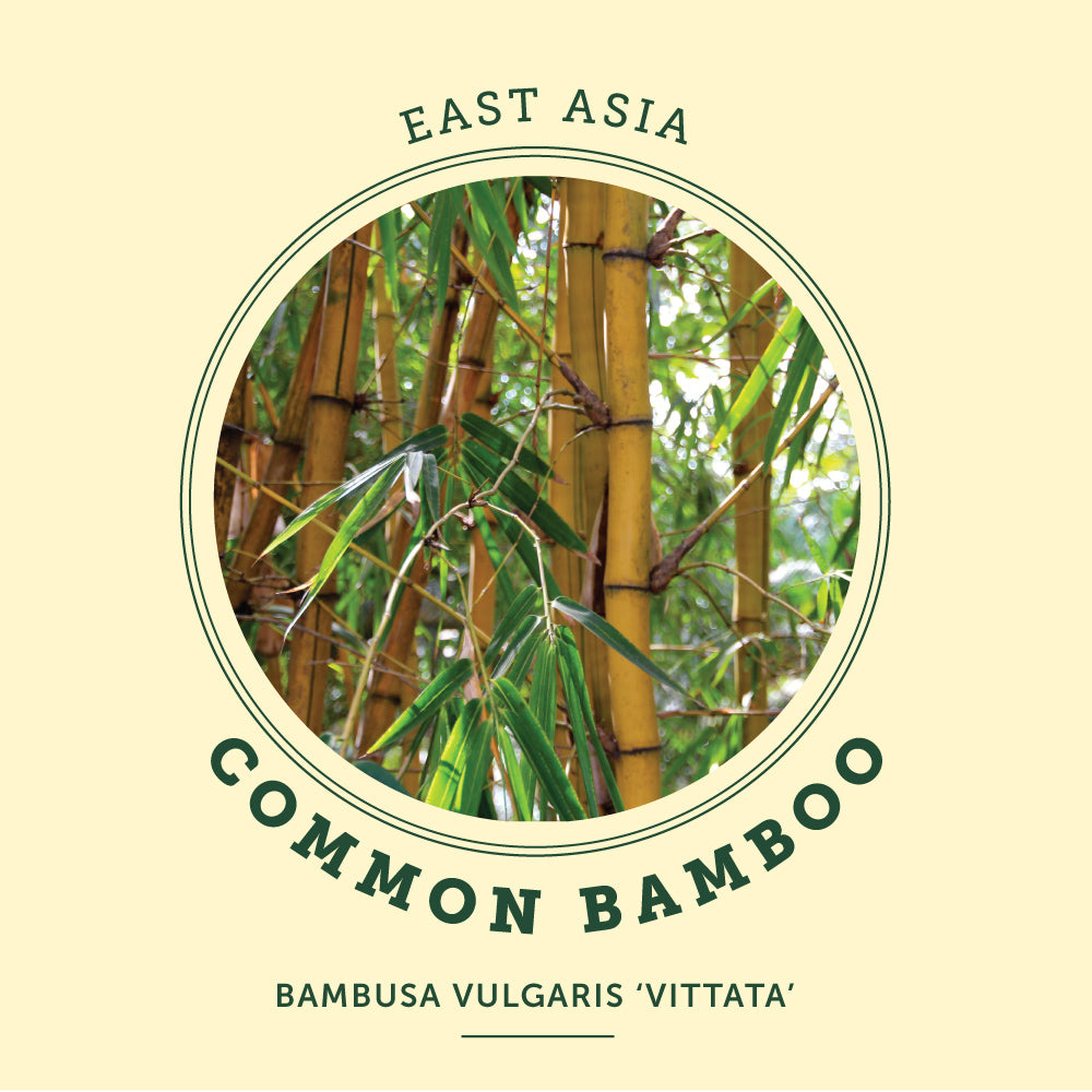 Common Bamboo at the Victoria Butterfly Gardens