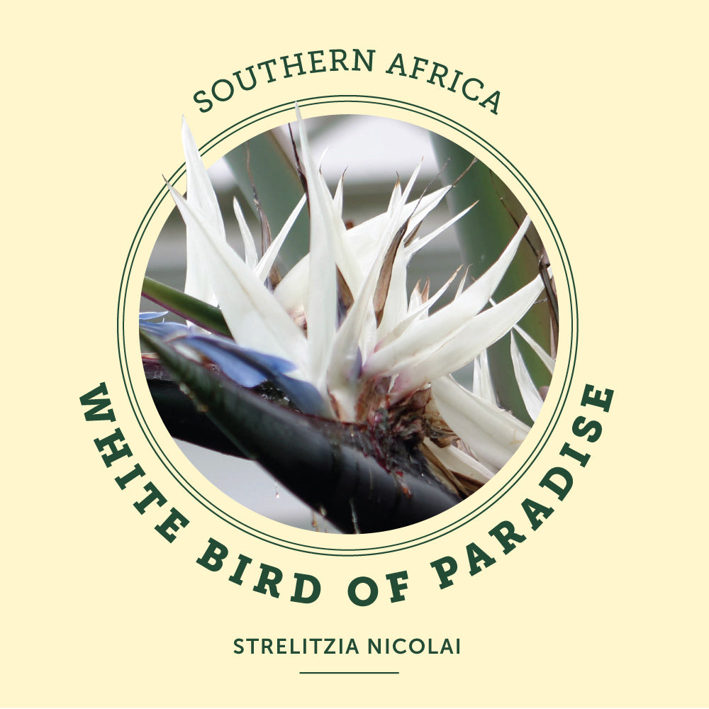 White Bird Of Paradise at the Victoria Butterfly Gardens