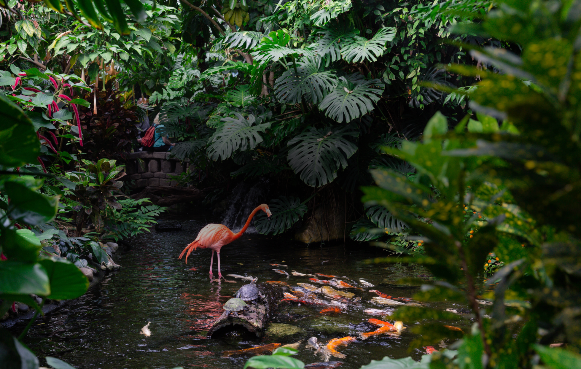 A photograph of the center of the Victoria Butterfly Gardens with a flamingo standing in a pond with turtles, plants, flowers, and koi fish all around. 