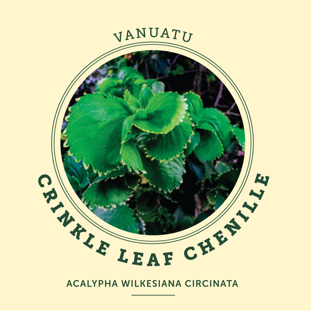 Crinkle Leaf Chenille at the Victoria Butterfly Gardens