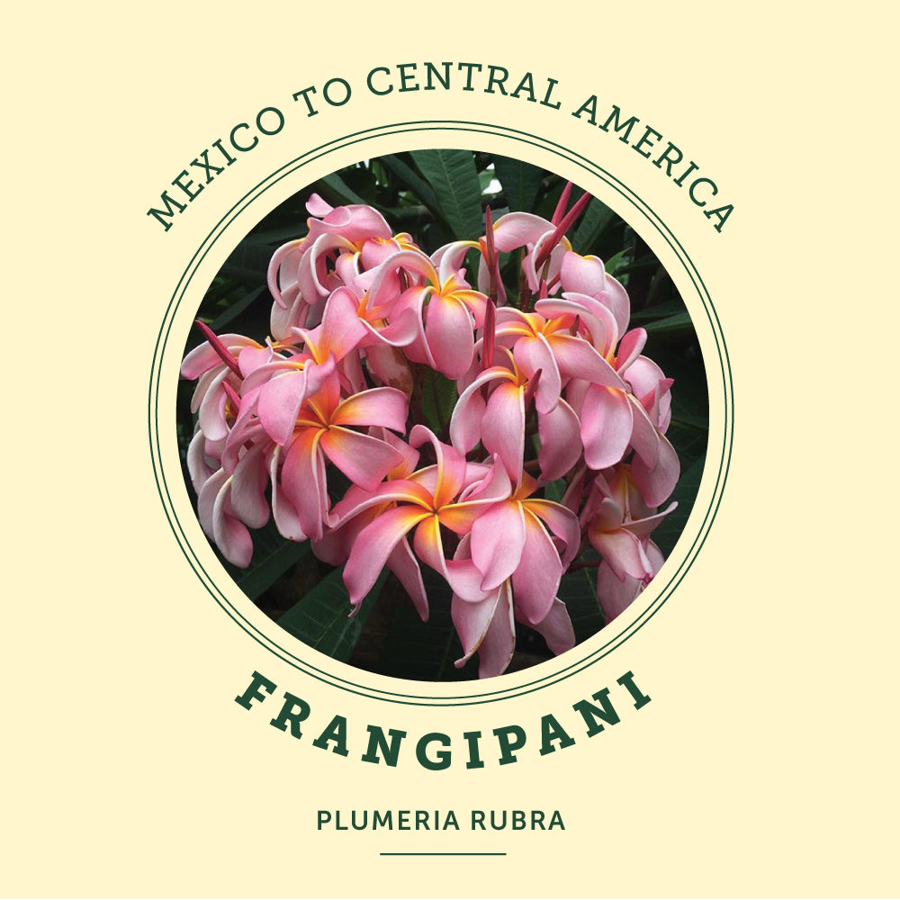 Frangipani at the Victoria Butterfly Gardens