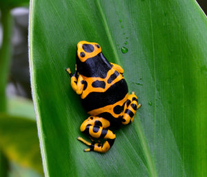 Yellow & Black Poison Dart Frog sitting on a green leaf.