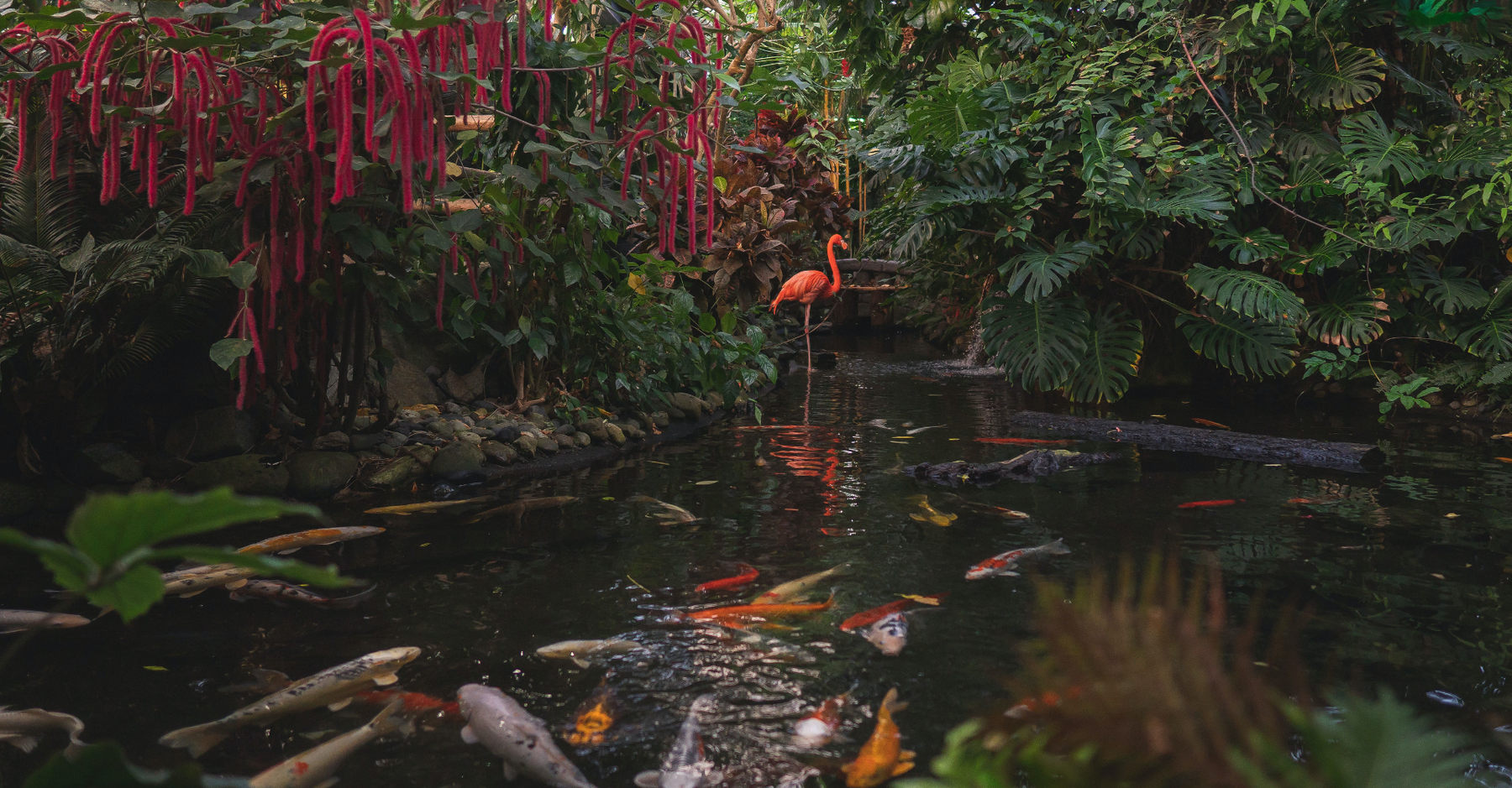 The Victoria Butterfly Gardens in Full Bloom with a Flamingo standing in a pond with Koi Fish swimming around