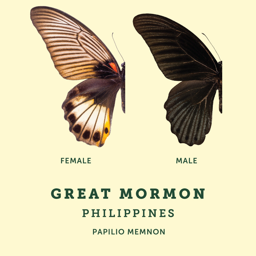 great mormon