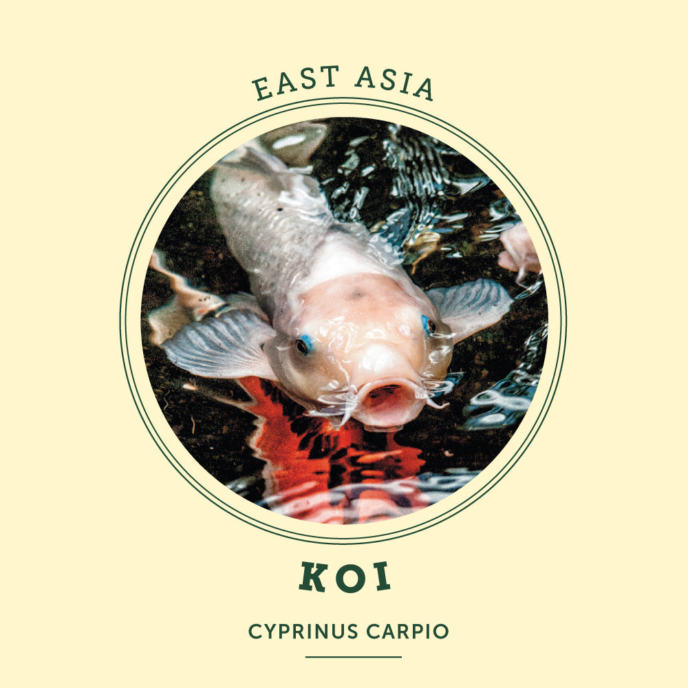 Koi Fish at the Victoria Butterfly Gardens