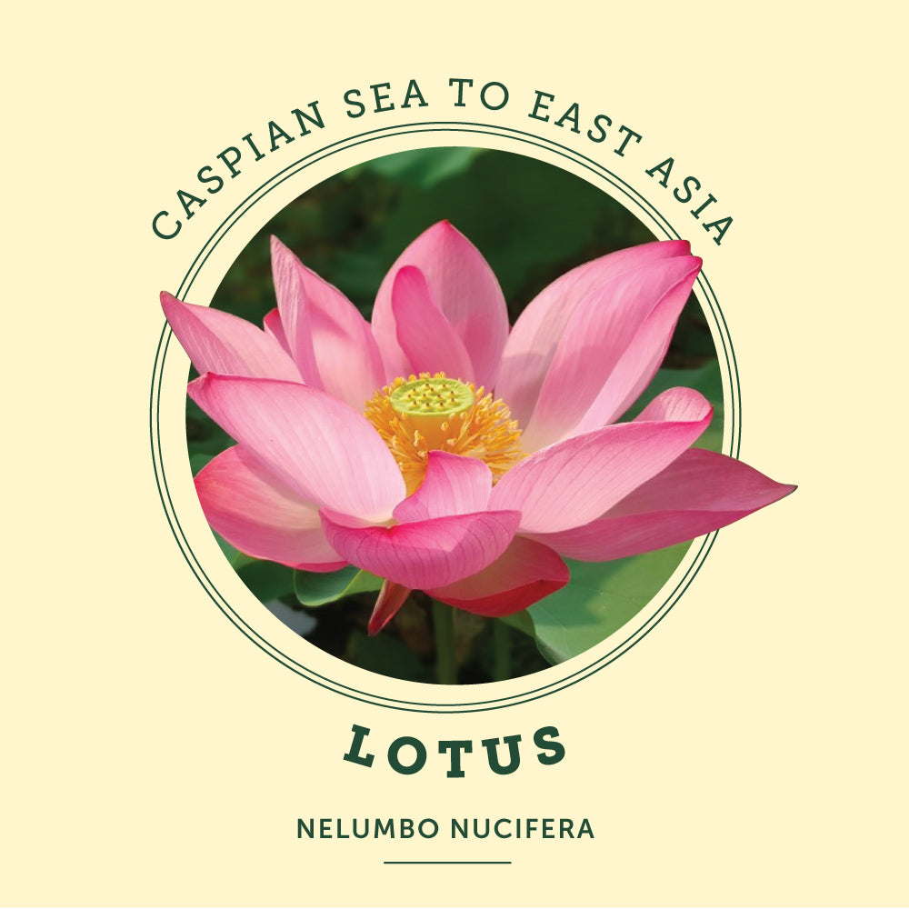 Lotus Flower at the Victoria Butterfly Gardens