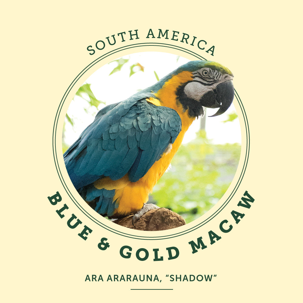 Blue and Gold Macaw at the Victoria Butterfly Gardens