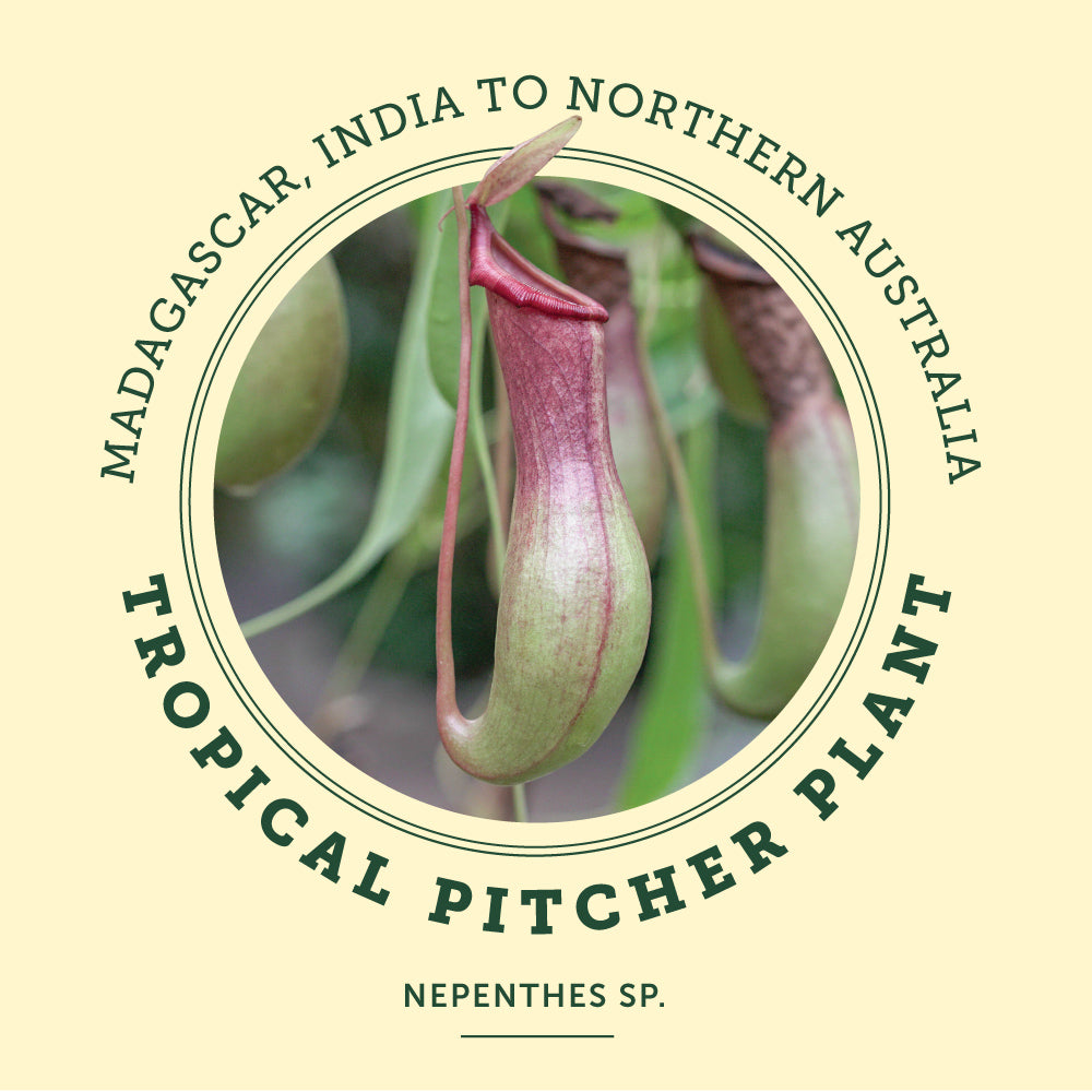 Tropical Pitcher Plant at the Victoria Butterfly Gardens