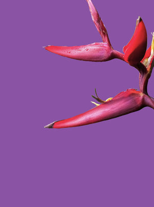 Mobile friendly close-up image of a Heliconia Flower in front of a purple background