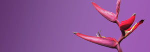 Close-up of a Heliconia Flower in front of a purple background