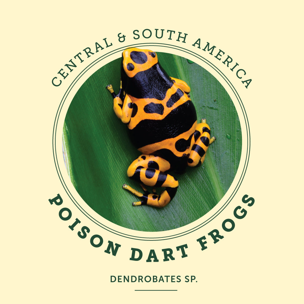 Poison Dart Frog at the Victoria Butterfly Gardens