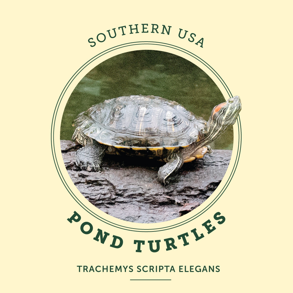 Pond Turtle at the Victoria Butterfly Gardens