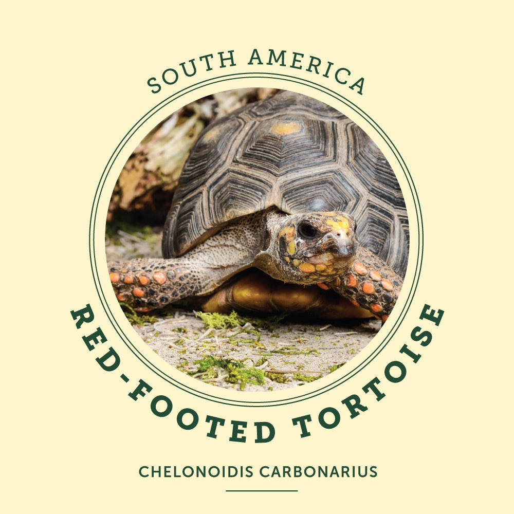 Red footed Tortoise at the Victoria Butterfly Gardens