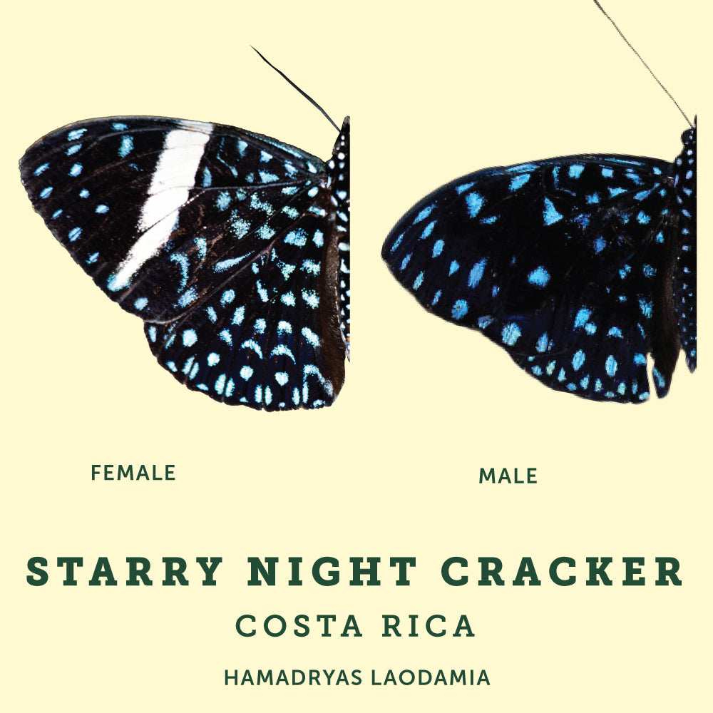 Starrry night cracker