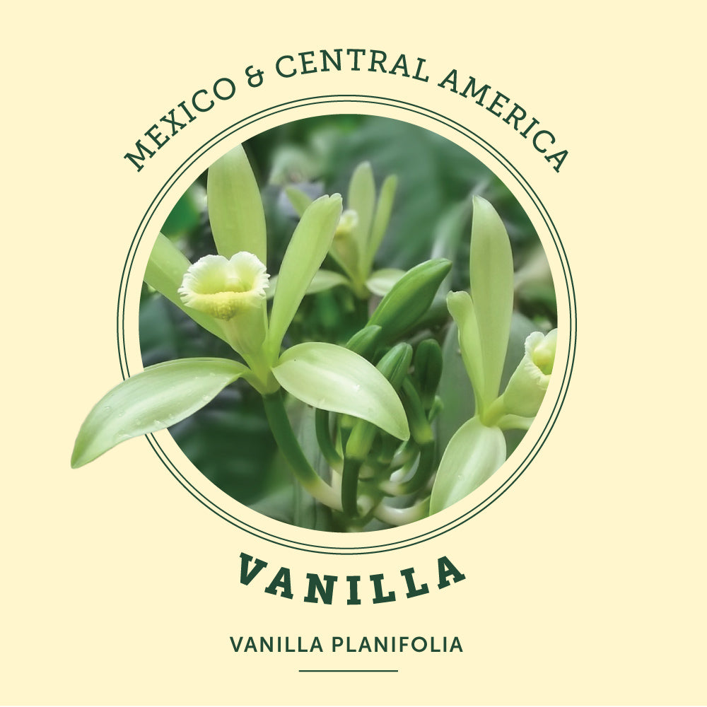 Vanilla at the Victoria Butterfly Gardens