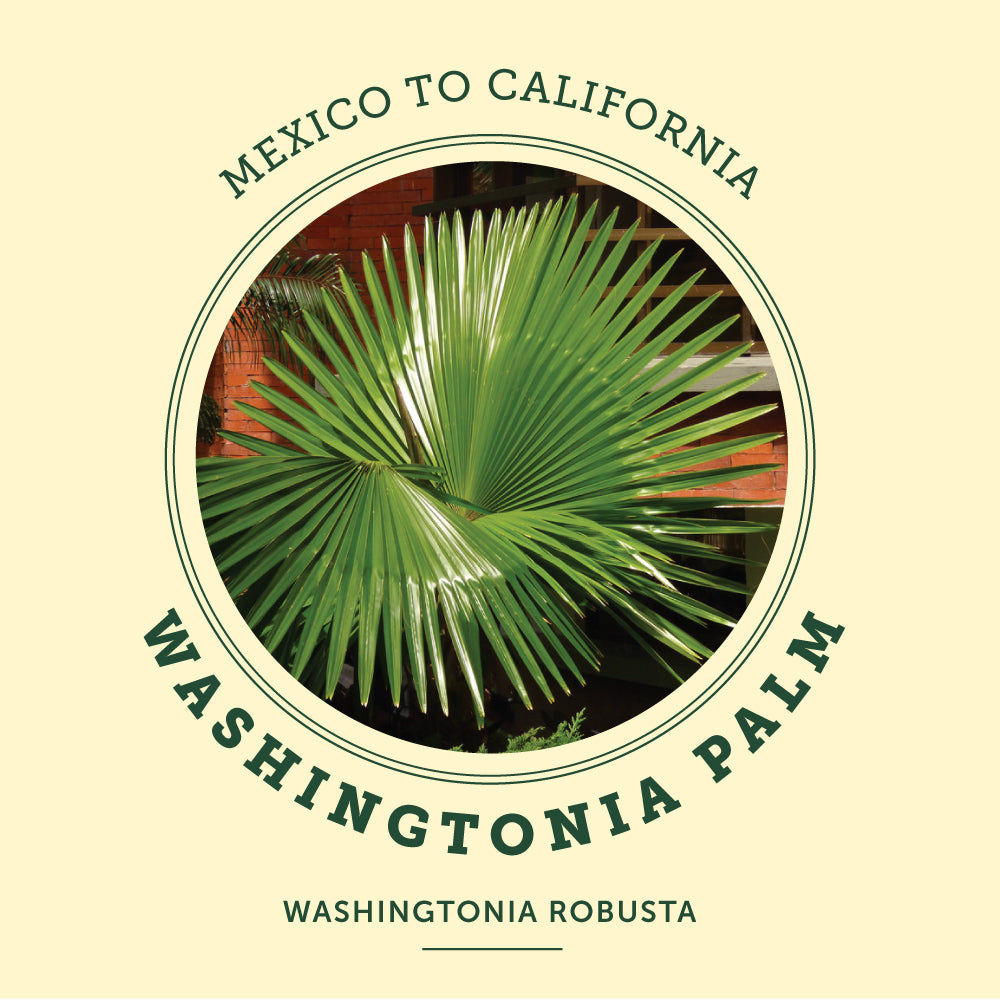 Washington Palm at the Victoria Butterfly Gardens